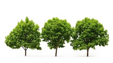 green trees on white background.