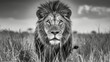 © Mina Nida - captures the intense gaze of a lion in the tall grasses of the African savanna. The lion's piercing eyes and regal posture command attention, conveying its strength and majesty generative ai