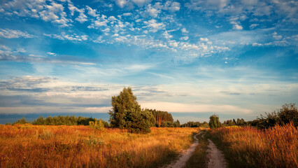 Wall Mural - Rural road in a field against the backdrop of a summer sunset.