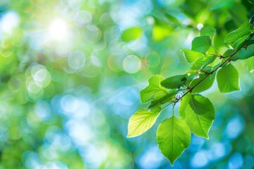 Wall Mural - Blurred bokeh background of fresh green spring, summer foliage of tree leaves with blue sky and sun flare