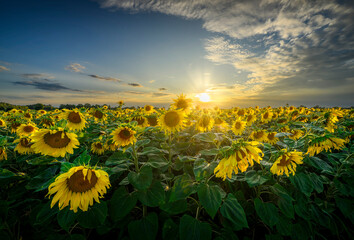 Sticker - Beautiful sunset over sunflowers field