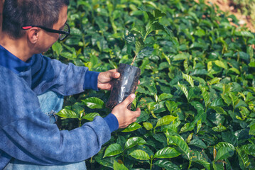 Smart farmer checking plant in eco green farm sustainable quality control. Close up Hand check quality control plant tree. Farmer cultivated planting in eco Farmland biotechnology. Green agriculture