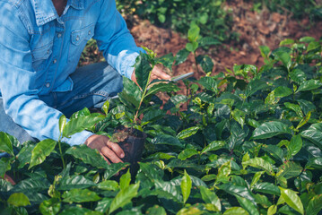 Smart farmer checking plant in eco green farm sustainable quality control. Close up Hand check quality control plant tree. Farmer cultivated planting in eco Farmland biotechnology. Green agriculture