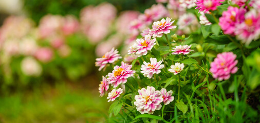 Wall Mural - closeup of pink and white zinnia flower under sunlight using as background natural green plants land