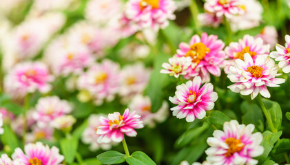Wall Mural - closeup of pink and white zinnia flower under sunlight using as background natural green plants land