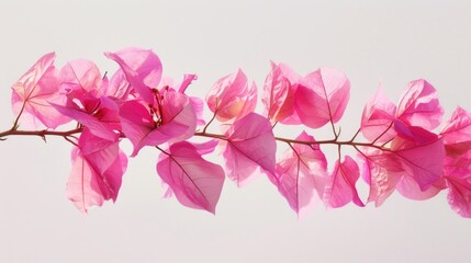 Sticker - Pink flowers on a branch