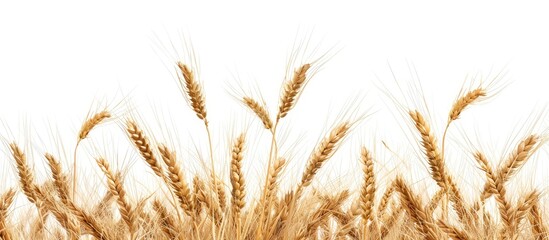 Package design element featuring isolated horizontal wheat ears on white background