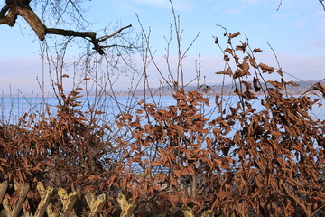 Poster - Blick von der Insel Reichenau auf den Bodensee	