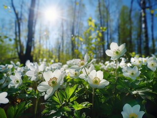 Sticker - A field of white flowers with green leaves