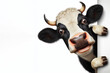 © Igor - Funny real cow peeks out from around the corner Isolated on white background