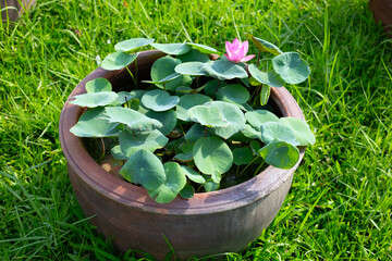 Wall Mural - Lotus water plant in pot