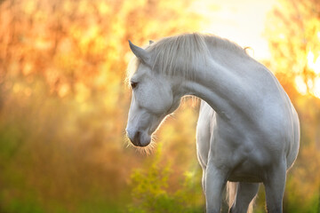 Canvas Print - White horse in sunlight