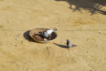 Wall Mural - group of pigeons feeding, street bird animal outdoor