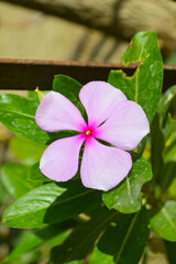 Wall Mural - Home gardening pink and purple flower madagascar periwinkle