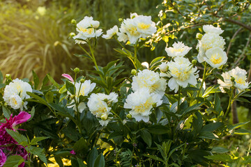 Wall Mural - Blooming bush of bomb-shaped white and yellow peonies in the garden