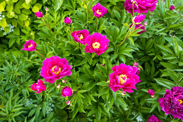 Wall Mural - Dark pink peony flower opening its petals in the sunlight