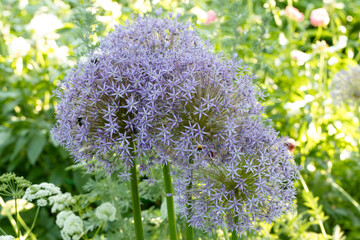 Wall Mural - Blooming a Allium aflatunense or Ornamental Onion 