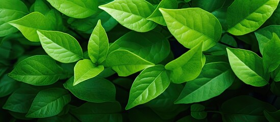 Poster - A nature themed abstract background featuring vibrant green leaves Ideal for use as a copy space image
