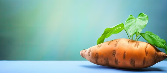 Wall Mural - A sweet potato is placed on a background with empty space for text or other images. copy space available