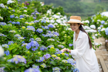 Wall Mural - Beautiful Pregnant woman in the Hydrangea flower garden