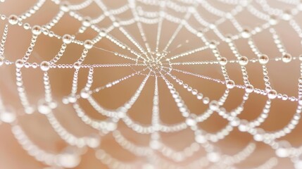  A close-up view of a spider web, adorned with dew-covered threads