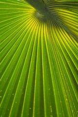 Close up of a palm tree leaf with vibrant green color