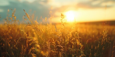 Wall Mural - A field of tall grass with a bright sun in the sky