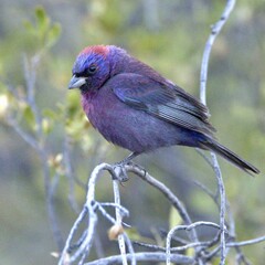 Wall Mural - Varied Bunting perched on a tree branch