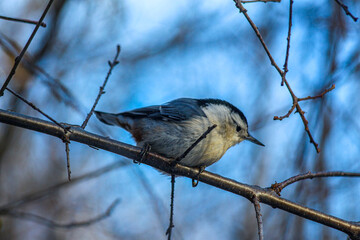 Sticker - Upside-down explorer: A nuthatch bird deftly navigates tree trunks in search of insects.