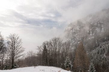 Poster - Snow-capped mountain with trees on summit