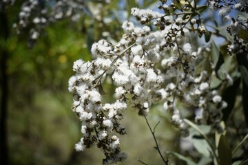 Wall Mural - Soft cotton like flowers pictured on a hike up Mt Suswa