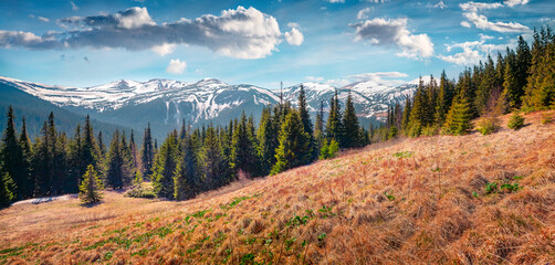 Wall Mural - Sunny spring view of mountain meadow with Chornogora range on background. Majestic morning scene of Carpathian mountains with fir tree forest, Ukraine. Beauty of nature concept background.