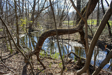 Wall Mural - Sunny park day with trees by the river