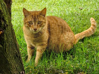 Young Ginger Cat Sitting in Grass