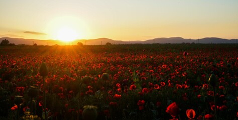 Wall Mural - Wildflowers in a field at sunset near hills