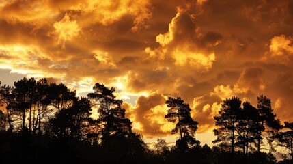 Wall Mural - Silhouetted trees against golden sunset clouds