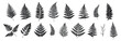 © Pixel Pine - Fern leaves collection vector black and white illustration. Various plant fronds in different shapes and sizes silhouette.