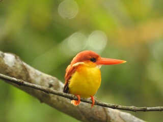 Poster - a small colorful bird with a long orange beak sits on a branch