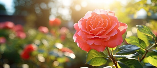 Aufkleber - On a sunny day there is a beautiful rose blooming in the garden providing ample space for adding text