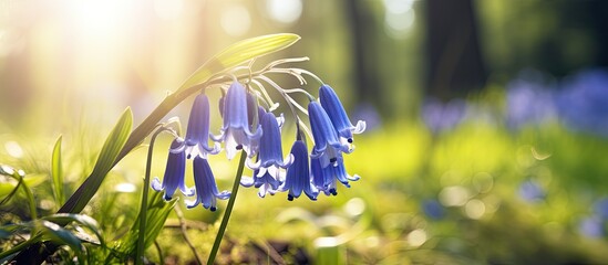 Aufkleber - The vibrant blue bell is a stunning flower that blossoms gracefully in a sunlit glade offering a captivating copy space image