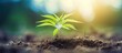 © Gular - Early in the spring a small marijuana plant with medicinal properties sprouted from the ground its green sprout symbolizing the beginning of the cannabis breeding process Copy space image