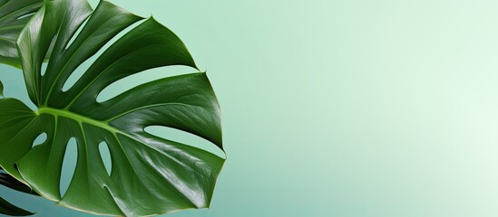 Poster - Exotic tours to tropical destinations with a concept of tropical beach travel featuring a large monstera leaf isolated on a green background illuminated by sunlight and shadows Copy space image for d