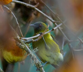 Canvas Print - New Zealand Bellbird (Maori name: Korimako) on winter day feeding on the last apples on the tree.