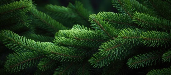 Aufkleber - Copy space image Fresh green fir sprigs perfect for Christmas decorations