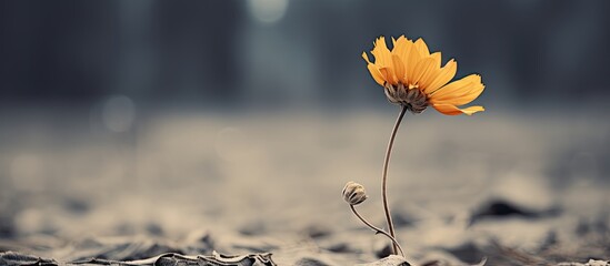 Poster - Withered yellow flower with flower stems in the background. copy space available