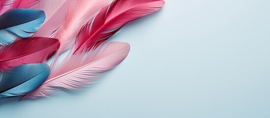 Poster - Flat lay with copy space image featuring stunning blue and pink bird feathers set against a pastel background