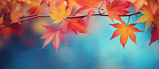 Aufkleber - Colorful background of autumn leaves. copy space available