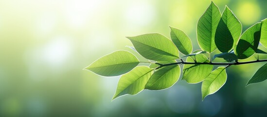 Wall Mural - The leaves are blurred by sunlight against a green background creating a copy space image