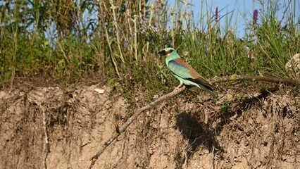 Wall Mural - European Roller Coracias Garrulus in the wild. A bird with a beetle in its beak flies off a stick. Slow motion.