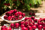 Ripe juicy cherry berry in a white bowl on a lace napkin